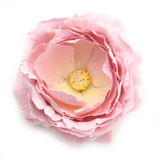 English Rose (02) Rose