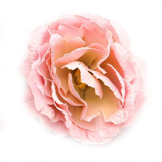 English Rose (03) Rose light