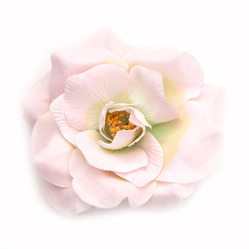 Wild Rose (03) Rose light