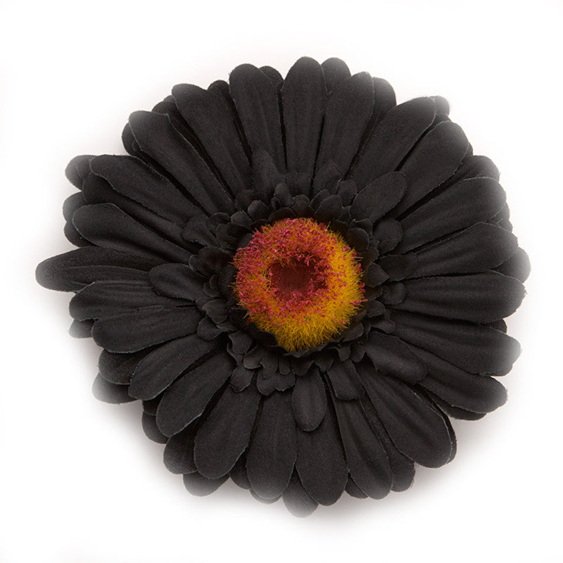 Big Daisy, Black