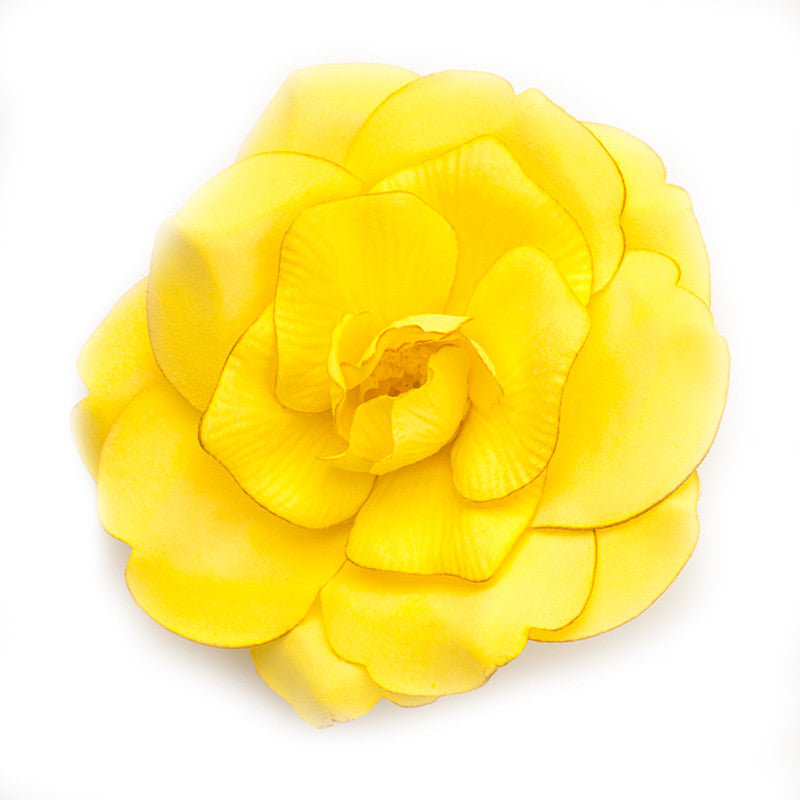 Wild Rose (13) Yellow